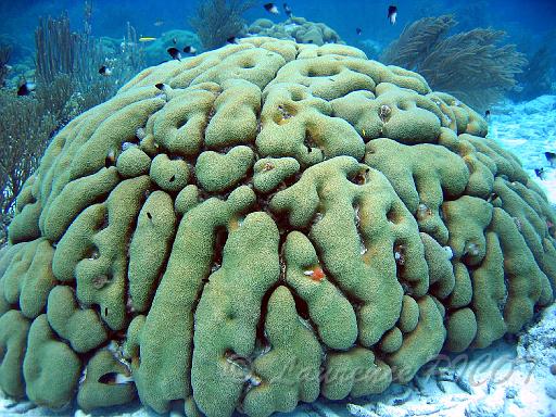 corail - bonaire 1000 steps.JPG